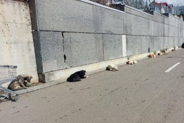 Haita de caini pe strada Cuza Voda - Burdujeni