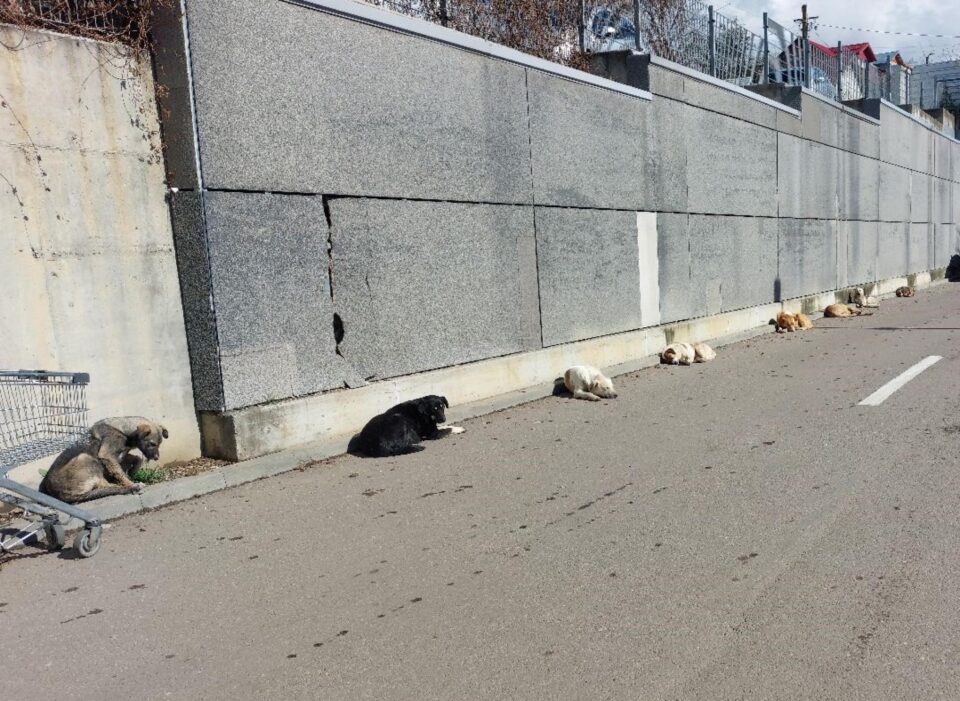 Haita de caini pe strada Cuza Voda - Burdujeni