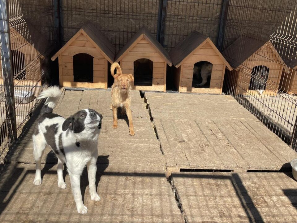 Aproape 150 de câini au ajuns anul acesta în Adăpostul Public Suceava