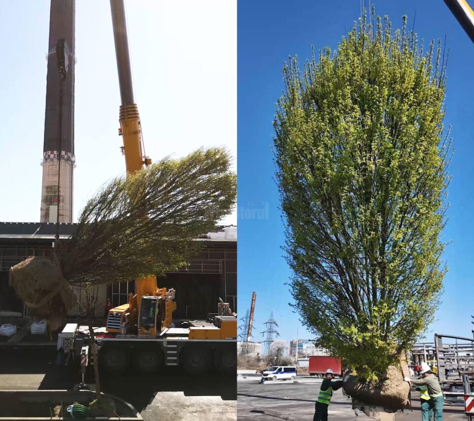 Spațiul verde de la Iulius Mall va fi amenajat cu peste 180 de arbori maturi