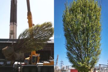 Spațiul verde de la Iulius Mall va fi amenajat cu peste 180 de arbori maturi