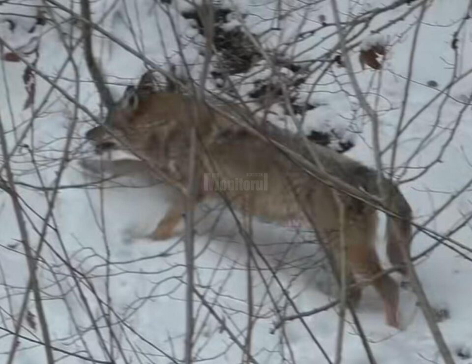 Întâlnire cu un lup într-o pădure din Parcul Național Călimani, filmată