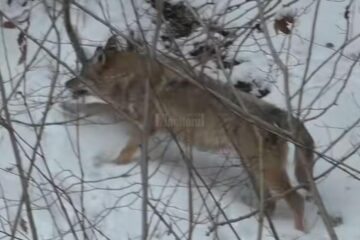 Întâlnire cu un lup într-o pădure din Parcul Național Călimani, filmată
