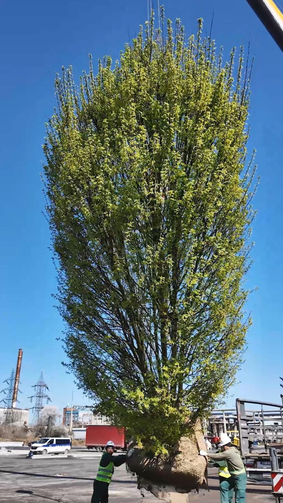 Spațiul verde de la Iulius Mall va fi amenajat cu peste 180 de arbori maturi