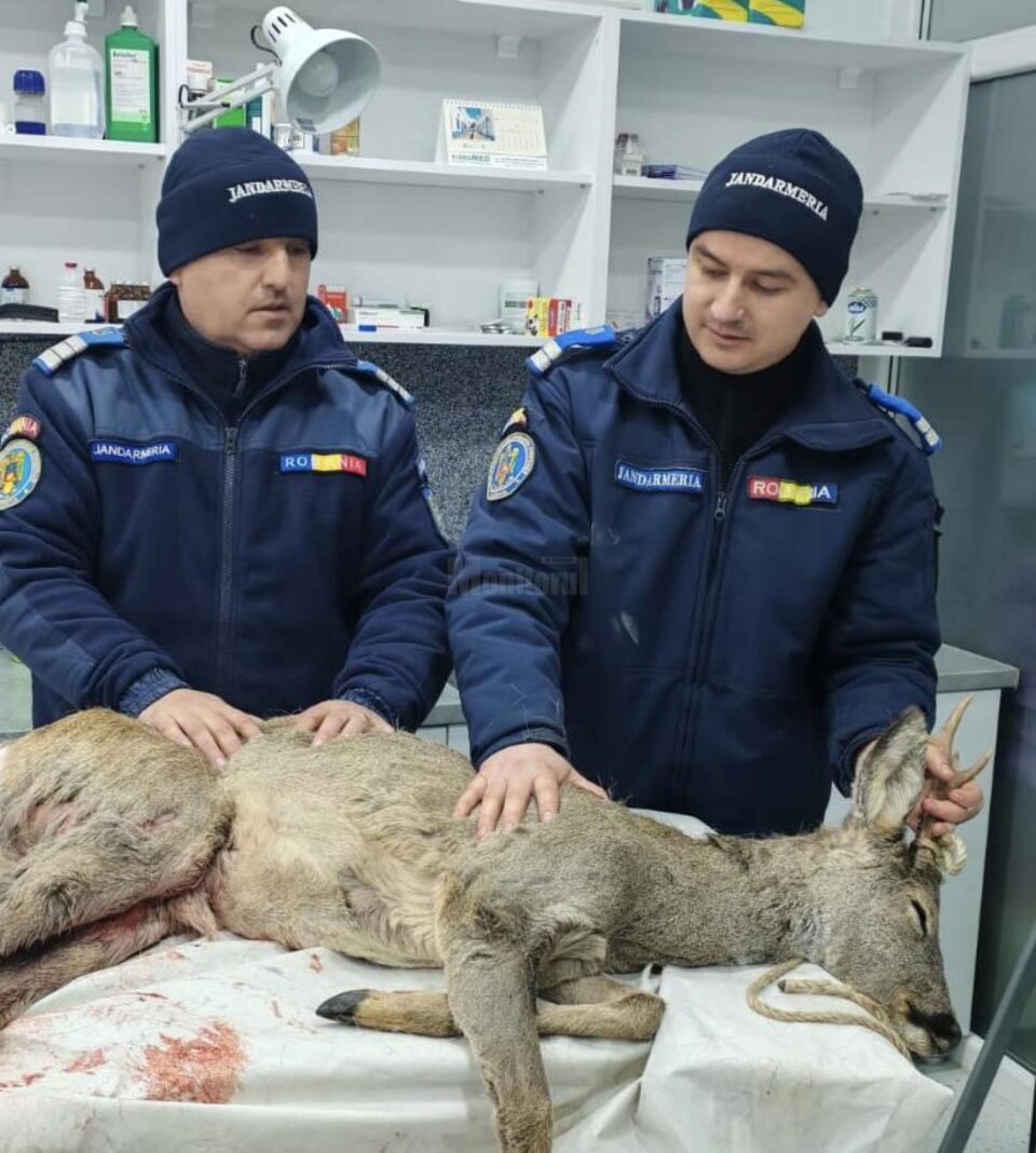 Căprioară rănită, salvată prin implicarea unor veterinari, jandarmi și a celor de la ”Casa lui Patrocle”