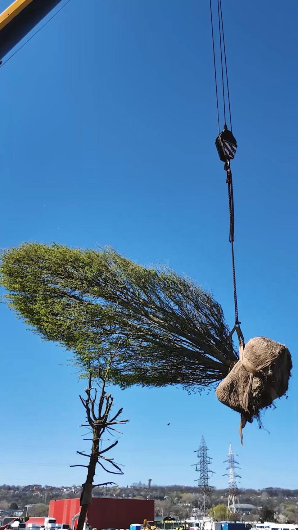 Spațiul verde de la Iulius Mall va fi amenajat cu peste 180 de arbori maturi