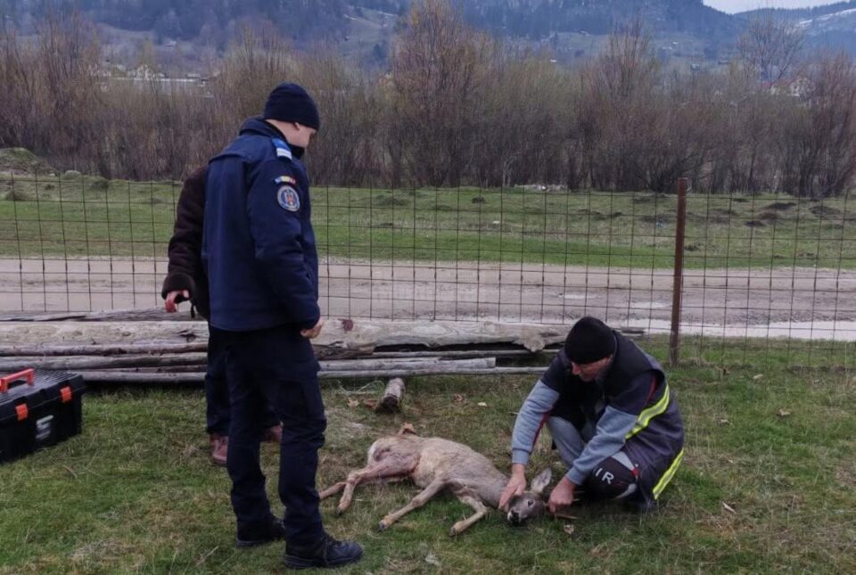 Căprioară rănită, salvată prin implicarea unor veterinari, jandarmi și a celor de la ”Casa lui Patrocle”