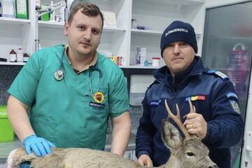 Căprioară rănită, salvată prin implicarea unor veterinari, jandarmi și a celor de la ”Casa lui Patrocle”