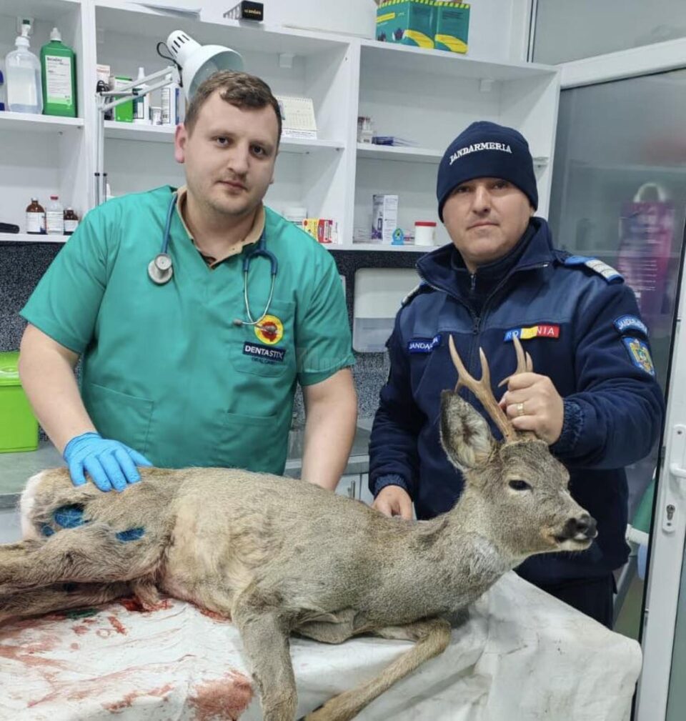 Căprioară rănită, salvată prin implicarea unor veterinari, jandarmi și a celor de la ”Casa lui Patrocle”