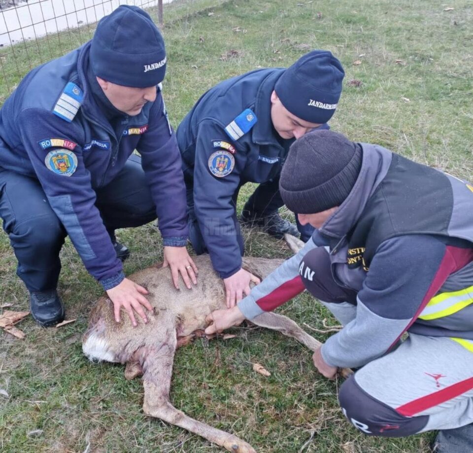 Căprioară rănită, salvată prin implicarea unor veterinari, jandarmi și a celor de la ”Casa lui Patrocle”