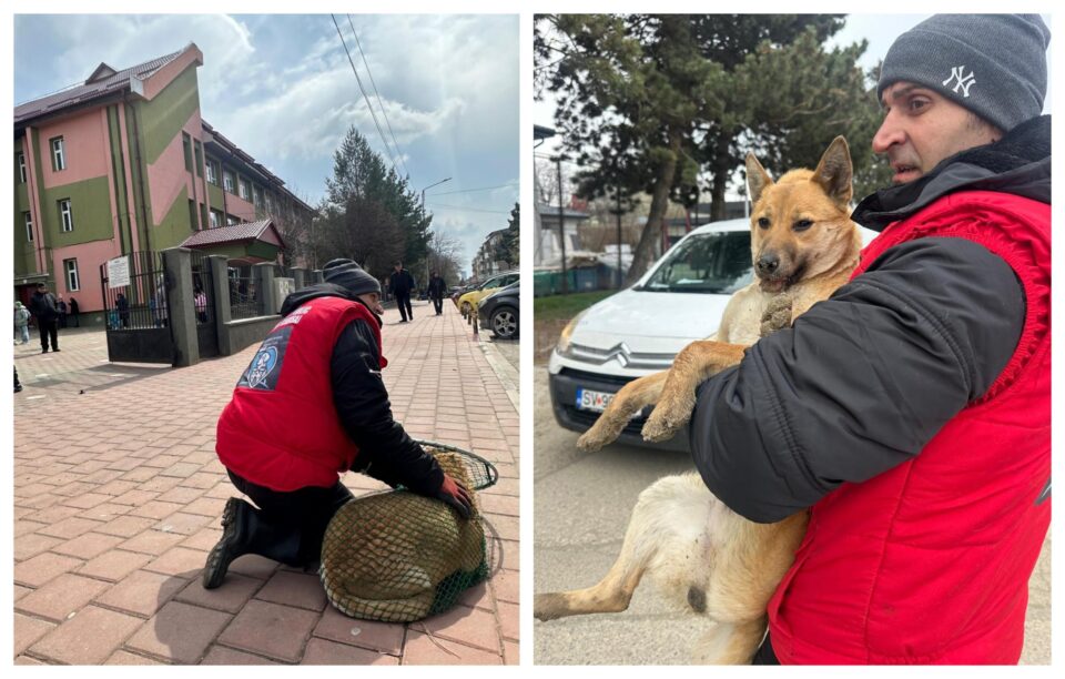 Serviciul de ecarisaj al Primăriei Suceava a acționat, în ultimele zile, pentru strângerea câinilor comunitari Serviciul de ecarisaj al Primăriei Suceava a acționat, în ultimele zile, pentru strângerea câinilor comunitari