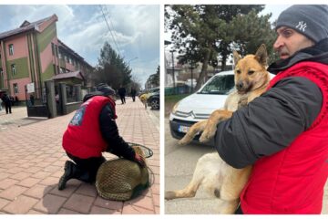 Serviciul de ecarisaj al Primăriei Suceava a acționat, în ultimele zile, pentru strângerea câinilor comunitari