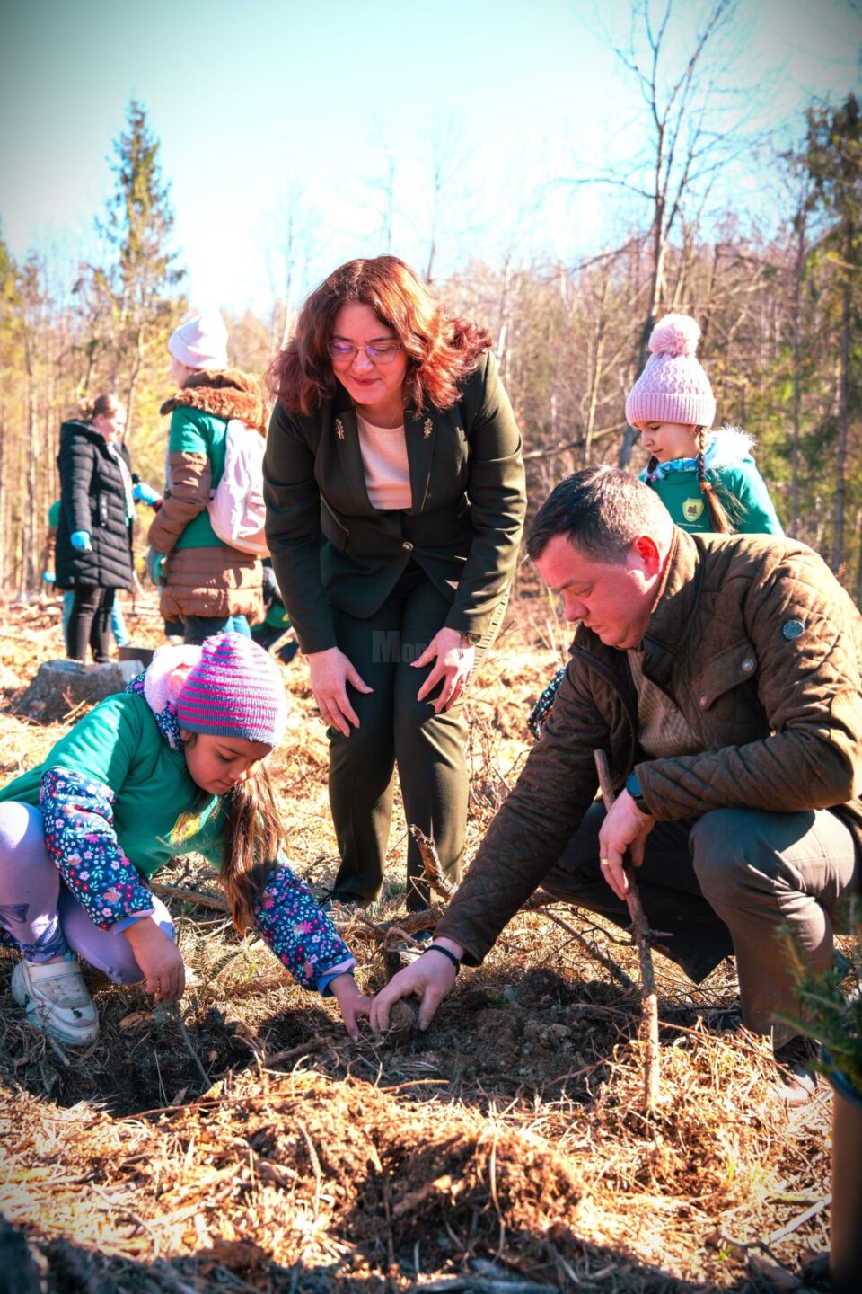 Silvicultorii suceveni și elevii au plantat puieți forestieri de brad, larice, paltin de munte și frasin