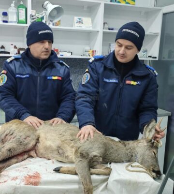 Căprioară rănită, salvată prin implicarea unor veterinari, jandarmi și a celor de la ”Casa lui Patrocle”