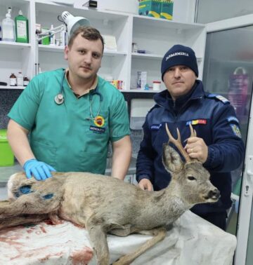 Căprioară rănită, salvată prin implicarea unor veterinari, jandarmi și a celor de la ”Casa lui Patrocle”
