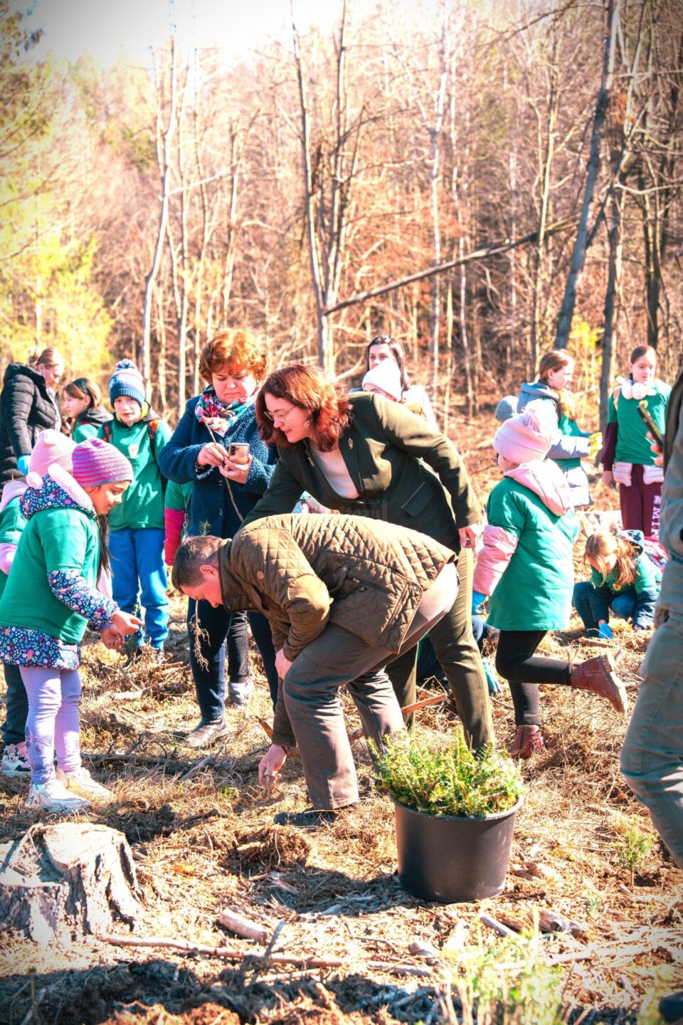 Silvicultorii suceveni și elevii au plantat puieți forestieri de brad, larice, paltin de munte și frasin