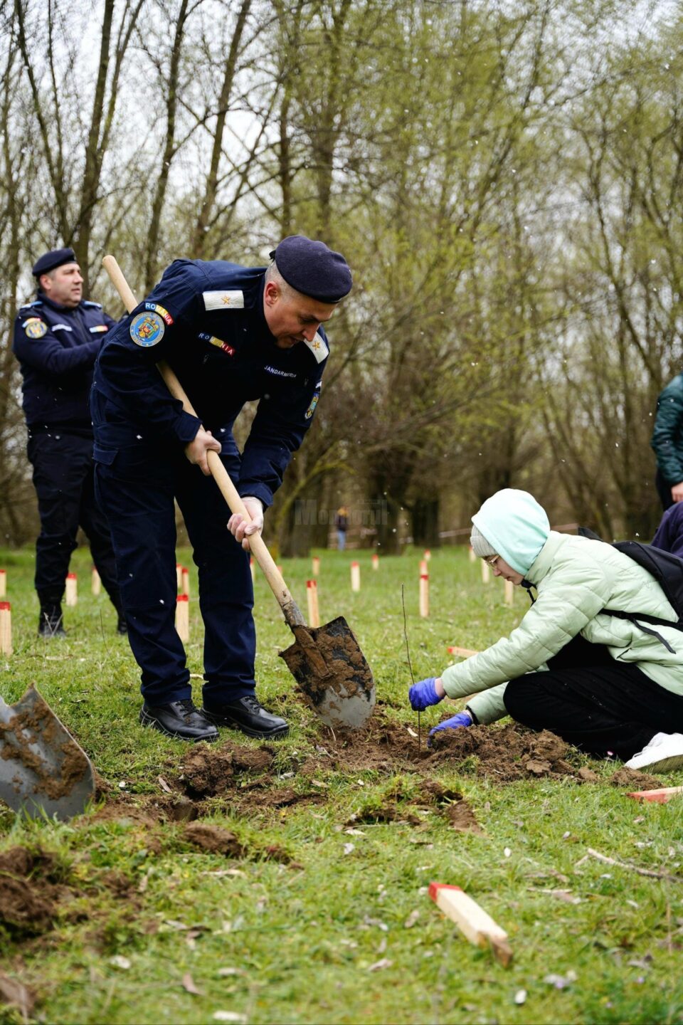 Jandarmii suceveni își celebrează aniversarea prin plantarea a 175 de stejari