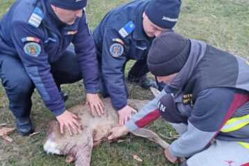 Căprioară rănită, salvată prin implicarea unor veterinari, jandarmi și a celor de la ”Casa lui Patrocle”