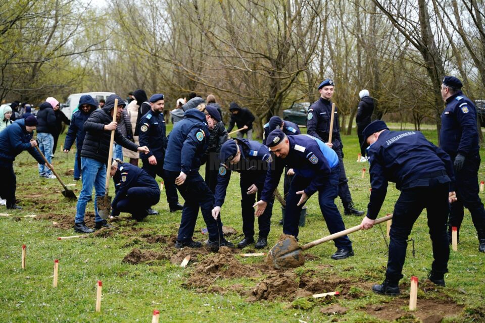 Jandarmii suceveni își celebrează aniversarea prin plantarea a 175 de stejari