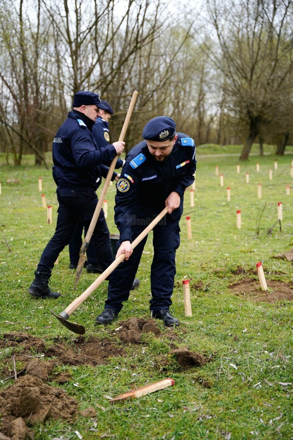 Jandarmii suceveni își celebrează aniversarea prin plantarea a 175 de stejari