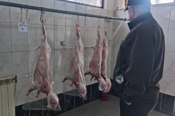 Au apărut la vânzare mieii la piață