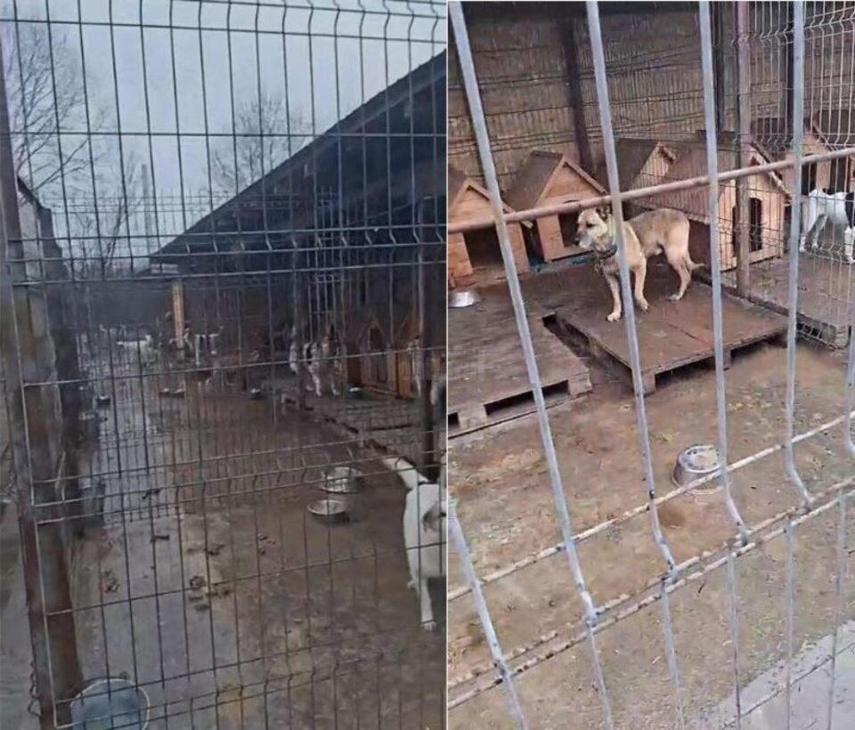 Probleme semnalate la adăpostul de animale de cei care au fost puși să lucreze acolo, deși sunt angajați în alte direcții