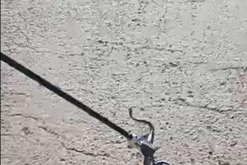 Șarpe capturat de jandarmi din curtea unui bloc de locuințe din Burdujeni