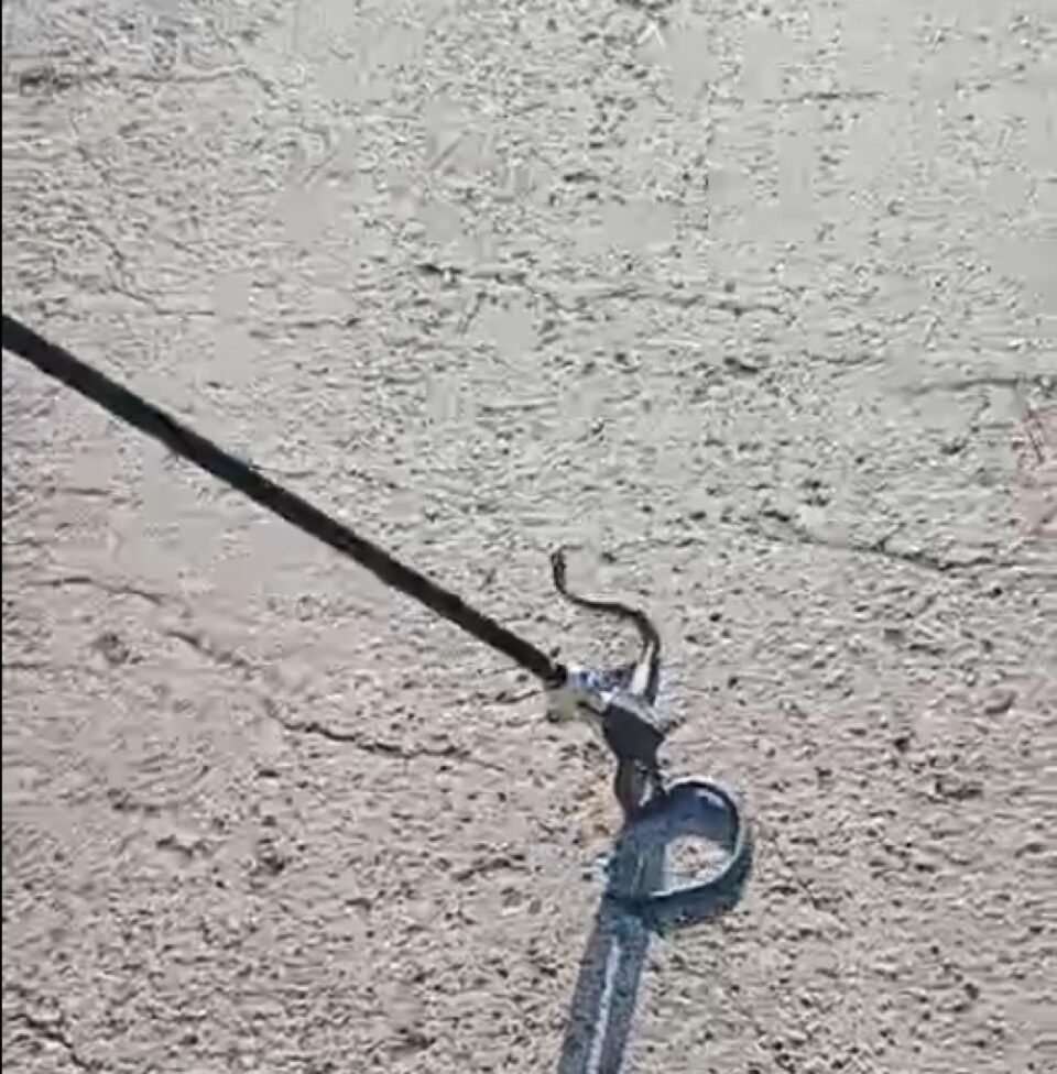 Șarpe capturat de jandarmi din curtea unui bloc de locuințe din Burdujeni