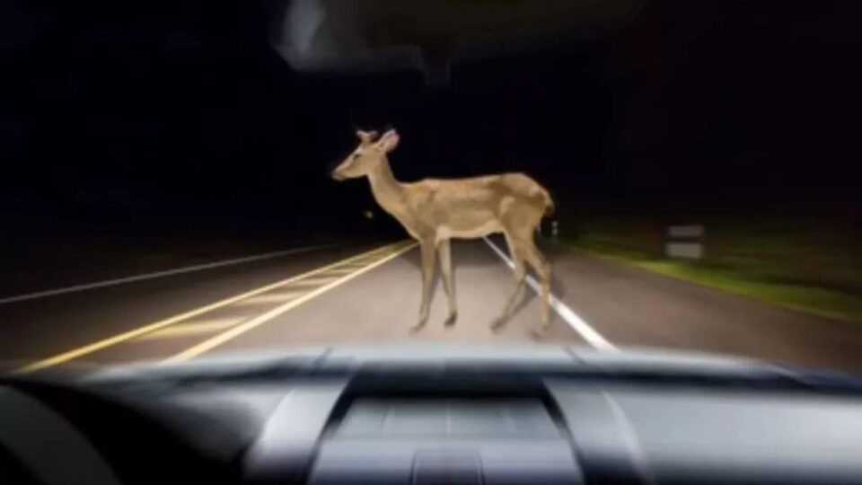 O căprioară a murit după ce a fost lovită de o mașină în pădurea de la Adâncata