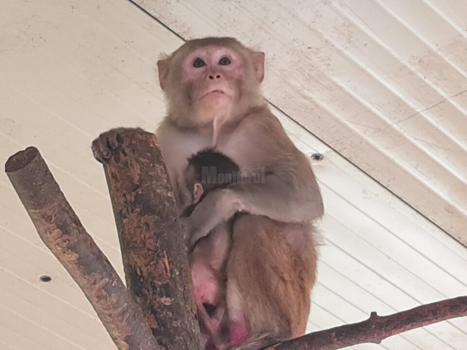 Femela de macac și puiul său