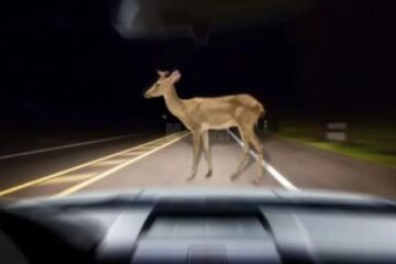 O căprioară a murit după ce a fost lovită de o mașină în pădurea de la Adâncata