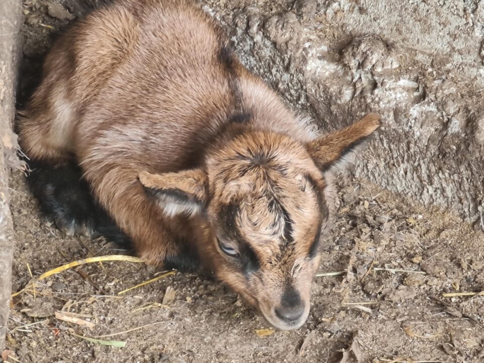 Pui de căpriță pitică, recent venit pe lume