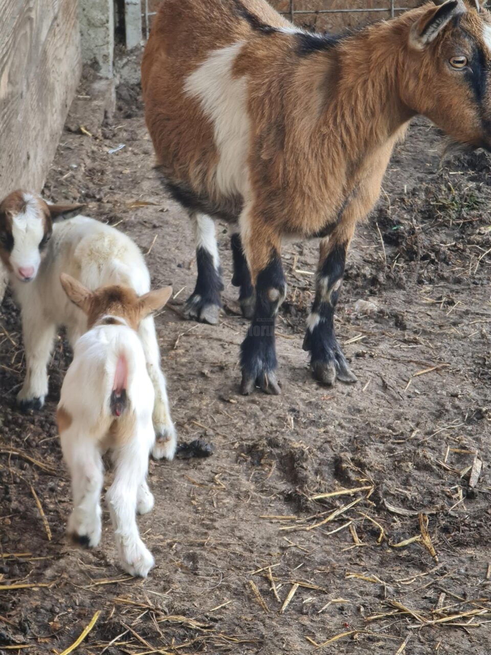 Doi pui de căpriță pitică, în țarcul de la intrare