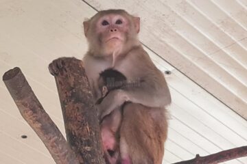 Femela de macac și puiul său