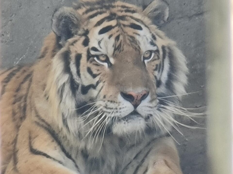 Tigrii de la colțul zoologic al lui Dorin Șoimaru
