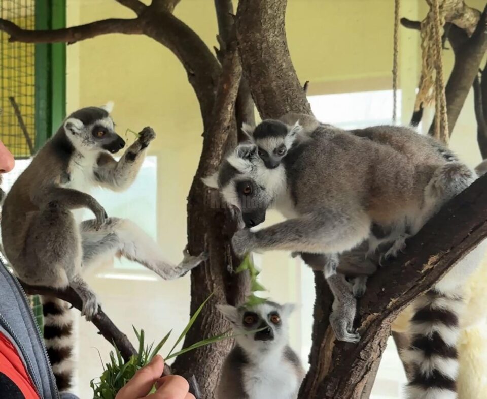 Femela cu doi gemeni lemurieni, la colțul zoologic al lui Dorin Șoimaru