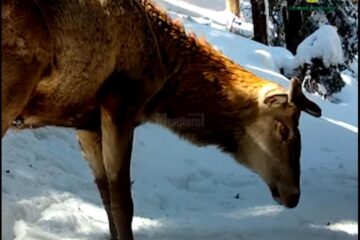 Animale din Parcul Național Călimani, surprinse pe camerele de supraveghere