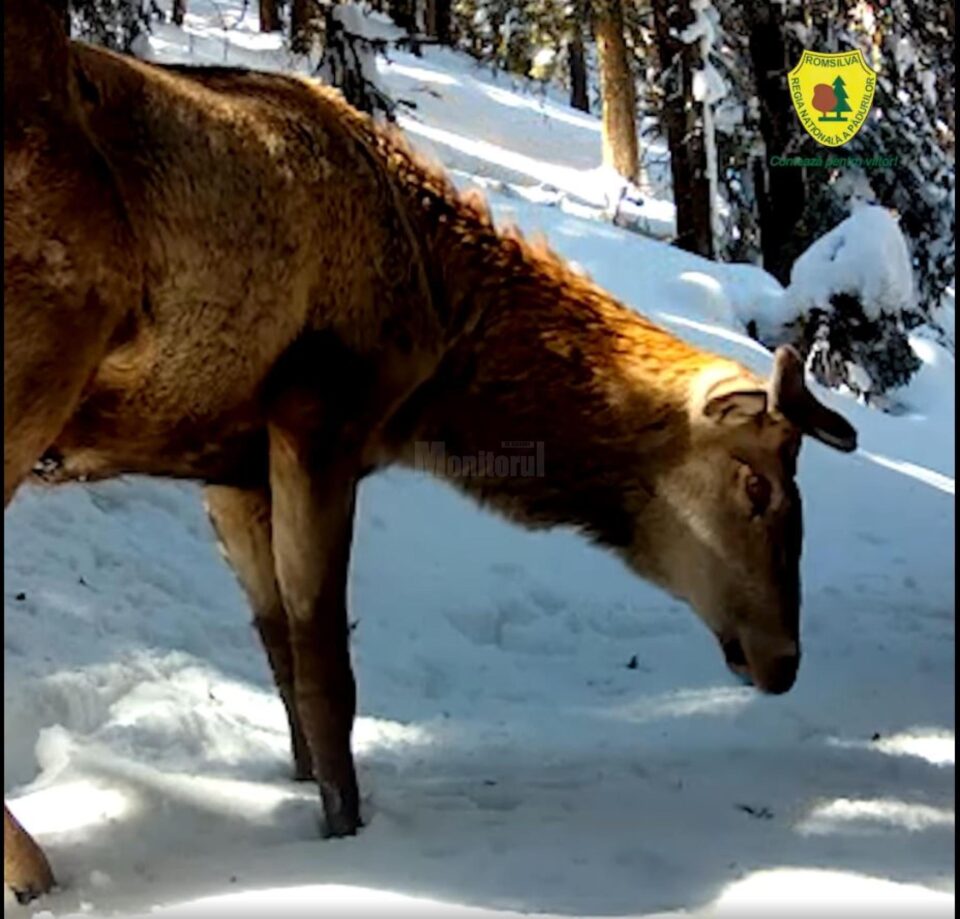 Animale din Parcul Național Călimani, surprinse pe camerele de supraveghere