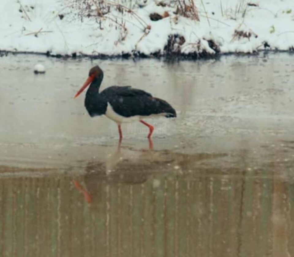 Barza neagră la OS Râșca - Suceava