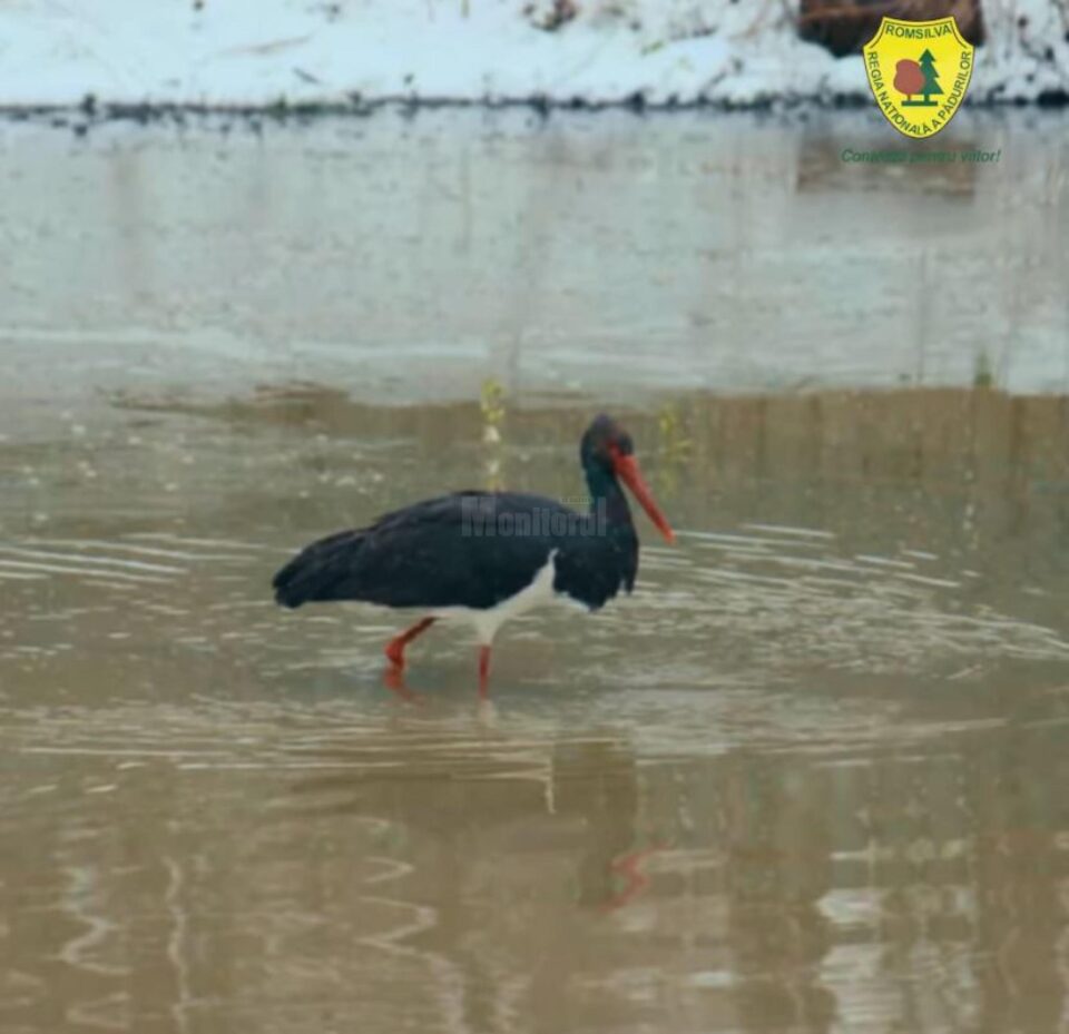 Barza neagră la OS Râșca - Suceava