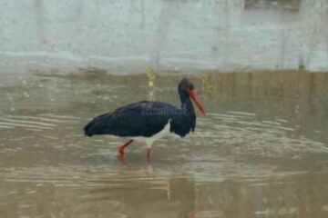 Barza neagră la OS Râșca - Suceava