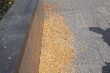 Semințe aruncate de o singură persoană