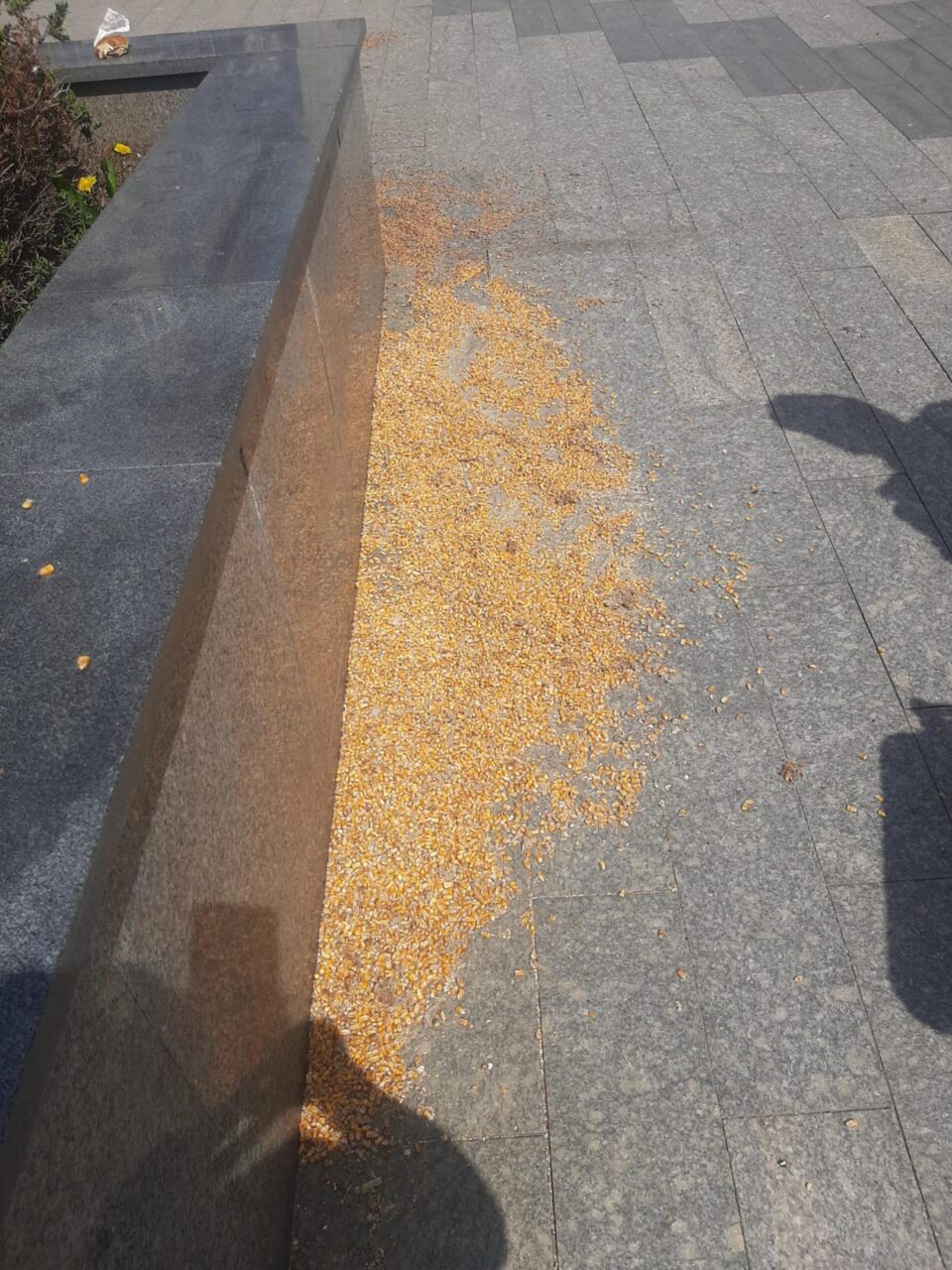 Semințe aruncate de o singură persoană