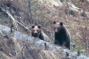 Doi ursi sfiosi surprinsi în Parcul Național Călimani