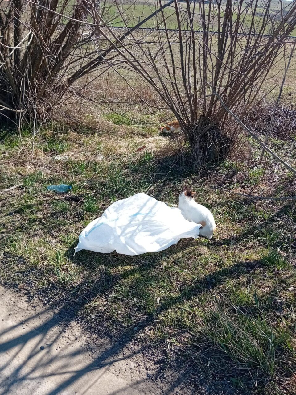 Pisici aruncate la marginea drumului