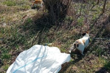 3.000 de lei amendă pentru un bărbat care a abandonat la marginea drumului două pisici