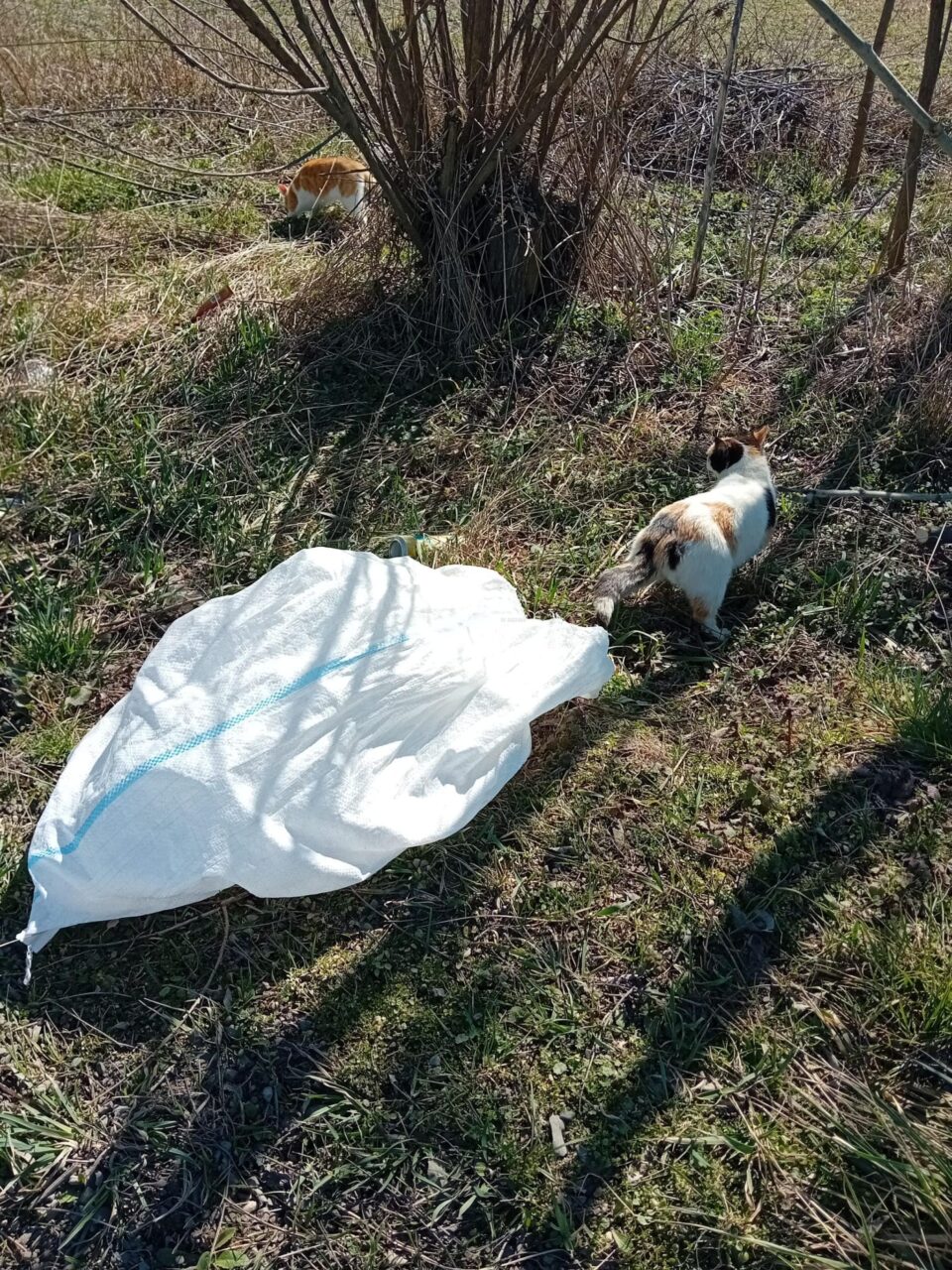 3.000 de lei amendă pentru un bărbat care a abandonat la marginea drumului două pisici
