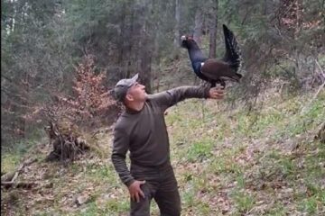 Cristian Doroftiesei a revenit la prietenul său, cocoșul de munte din Călimani