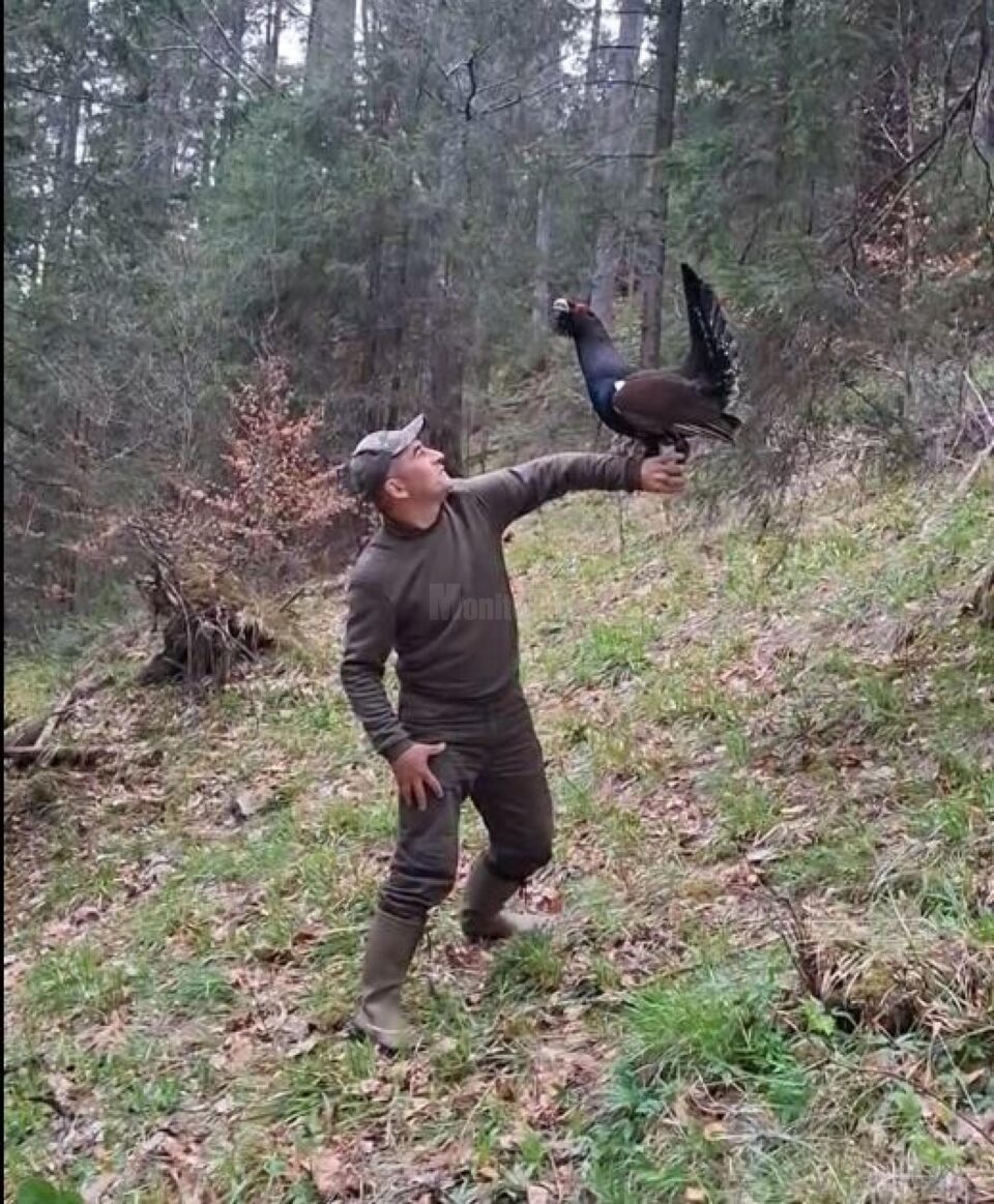 Cristian Doroftiesei a revenit la prietenul său, cocoșul de munte din Călimani