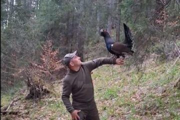 Cristian Doroftiesei a revenit la prietenul său, cocoșul de munte din Călimani